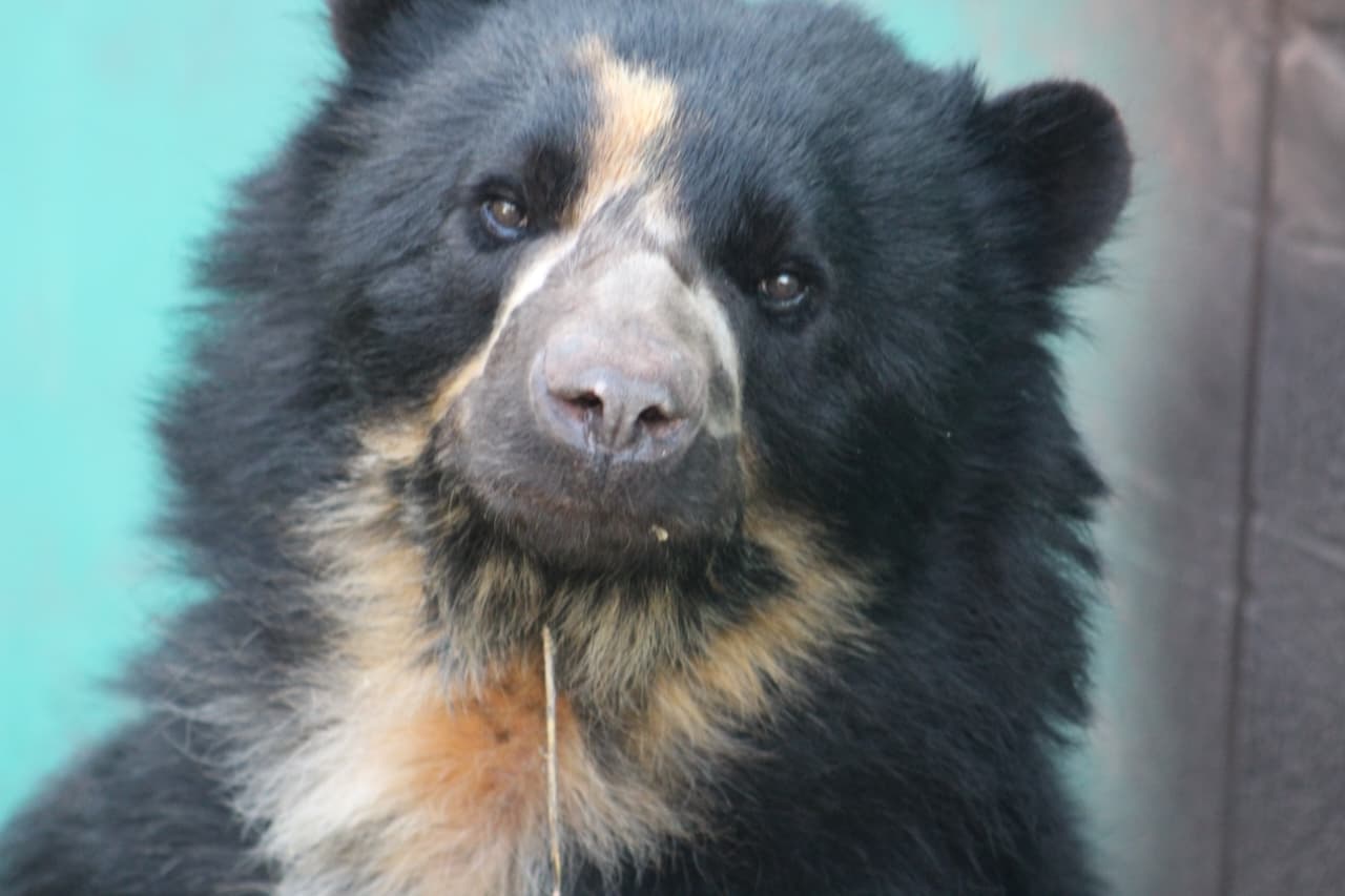 Spectacled Bear at Cusco Wildlife Rescue Center