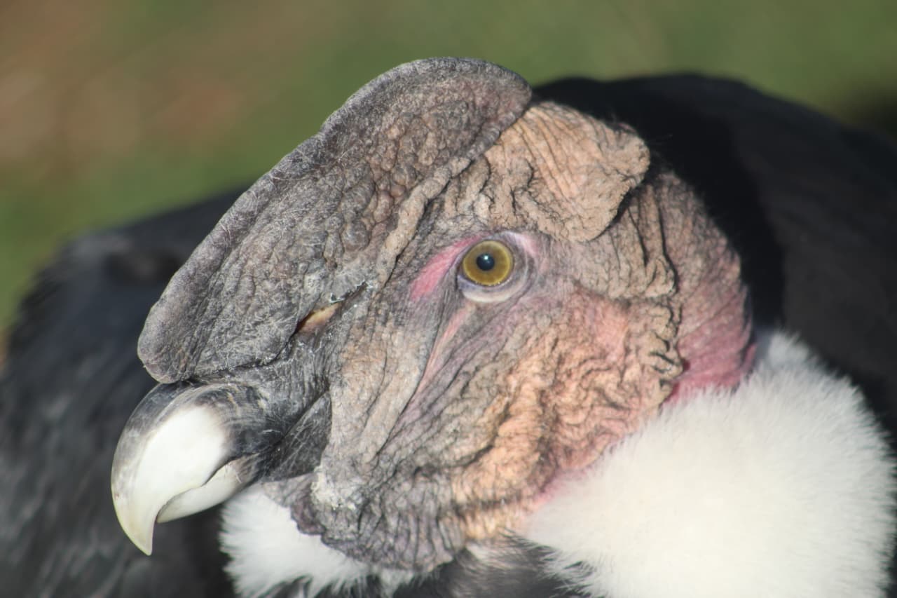 Andean Condor at Cusco Wildlife Rescue Center