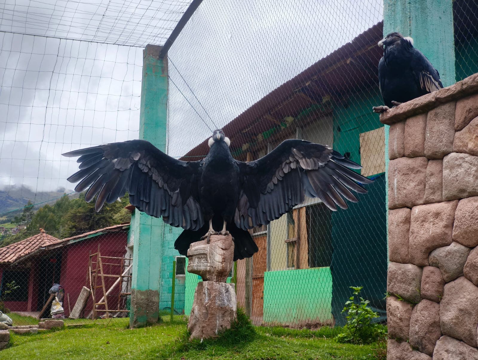 An Andean condor with wings spread at Cusco Wildlife Rescue Center