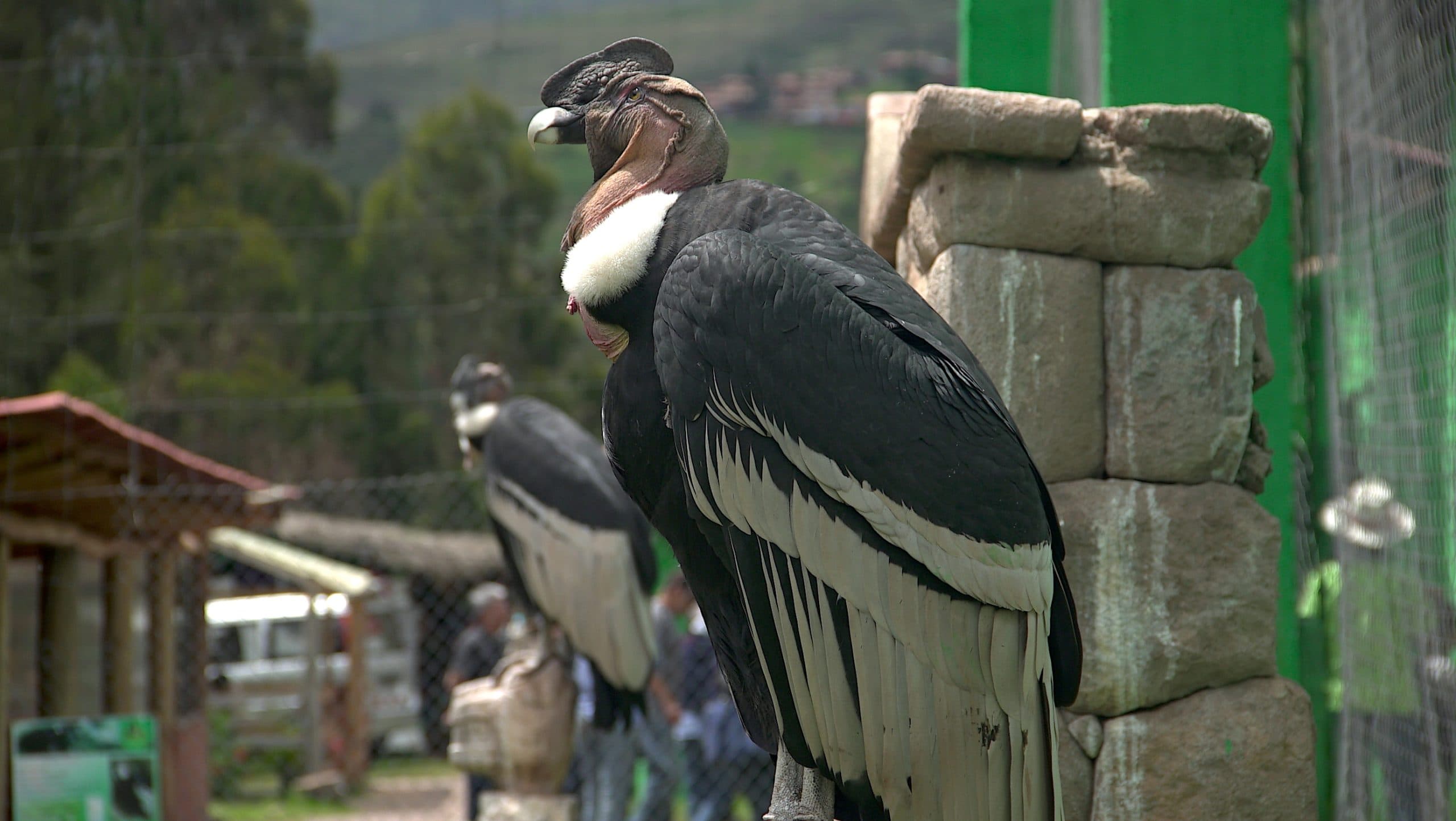 Andean condor in flight over the sanctuary