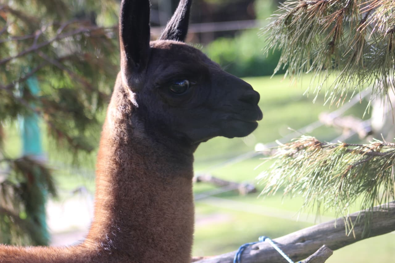 Llama at Cusco Wildlife Rescue Center