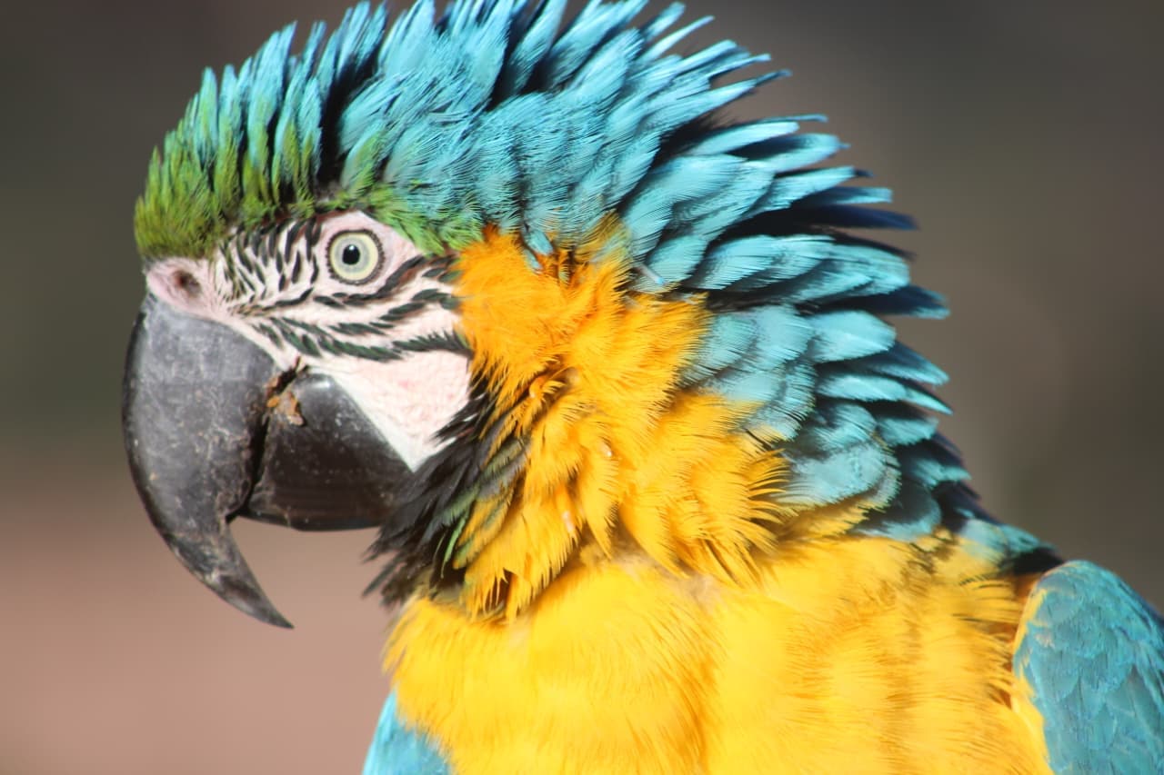 Macaw at Cusco Wildlife Rescue Center