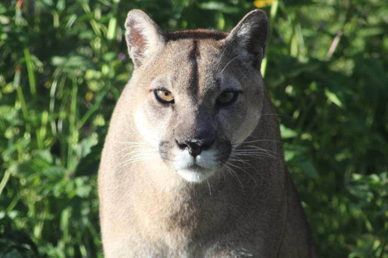 Puma at Cusco Wildlife Rescue Center